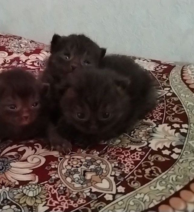 Scottish fold Toza zot  100%