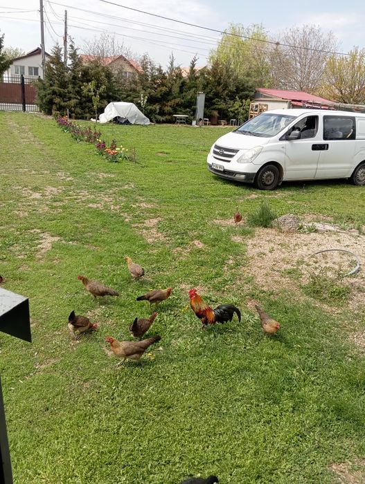 Găini pitice potarnichi