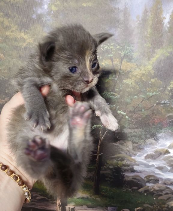 Maine coon fetita pedigree felisa autorizata