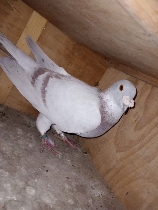 Se dau din lipsă de spațiu.