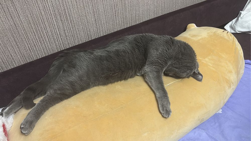Отдам кота британец 1,6 года