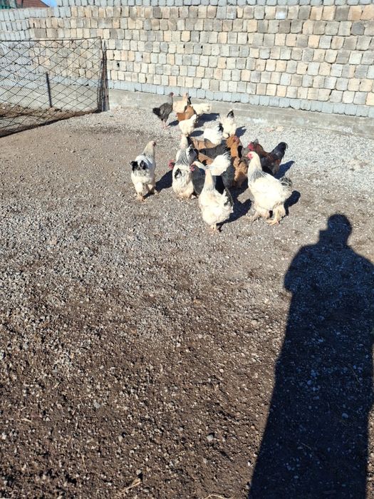 Срочна продажа