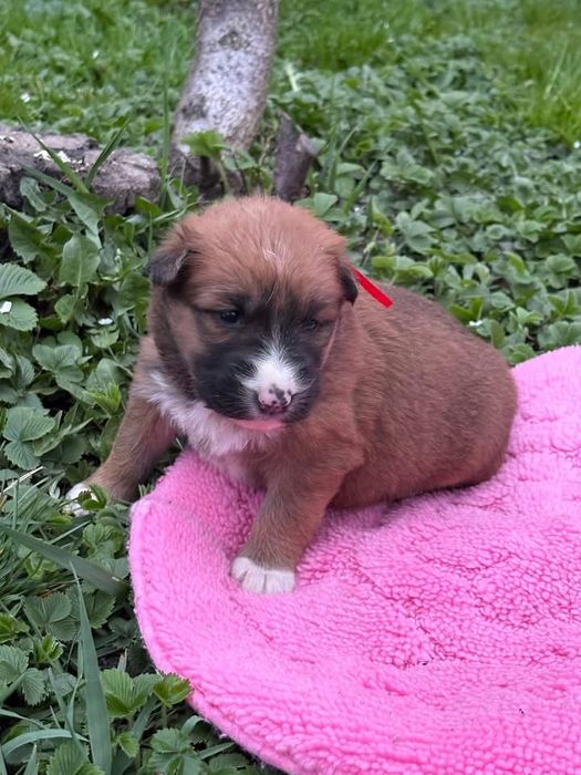 Donez 5 catelusi si caine mama