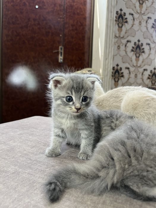 Shinshila 2oylik 4ta seriy 1tasi qiz 3ta oʻgil bola