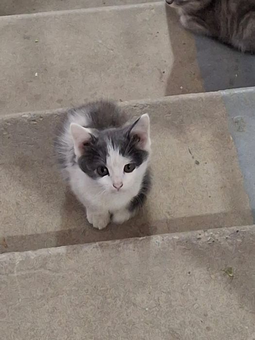 Котята 3 недели.