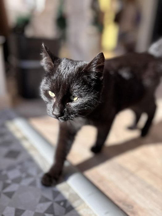 Коте Пепър търси своя дом