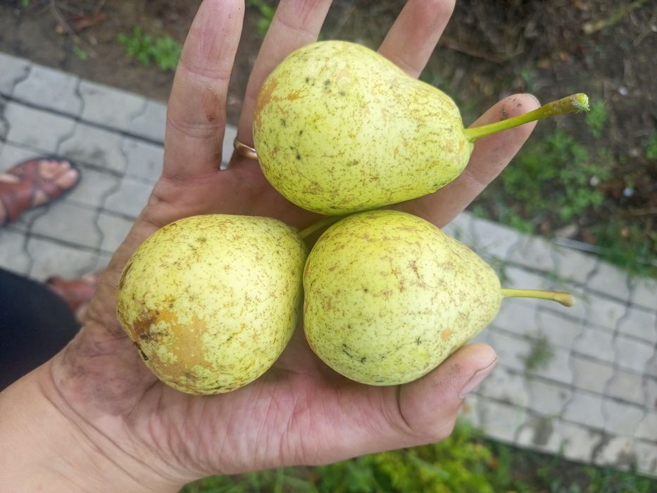 Продам дачу со мелиоратор