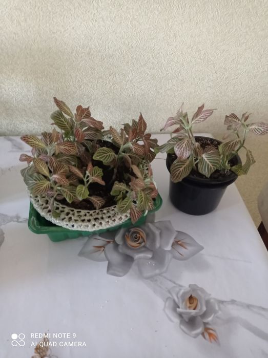 Хобби, украсили наш дом.