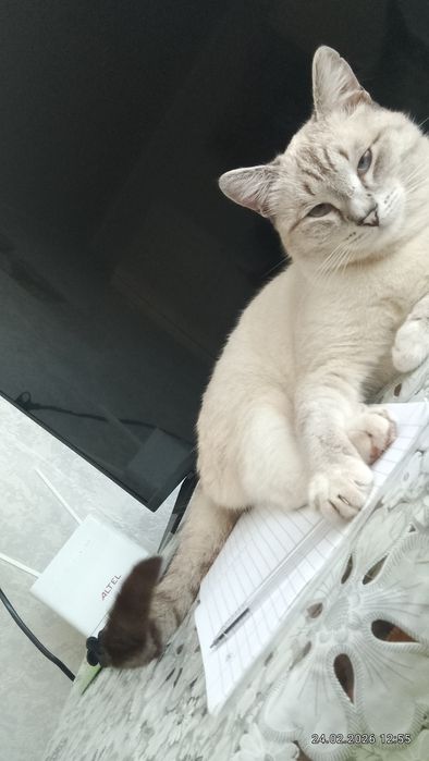 Отдаётся кот в добрые руки