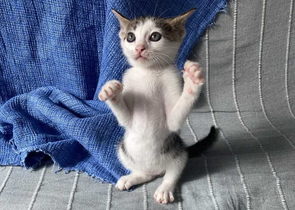 Морско котенце си търси дом!