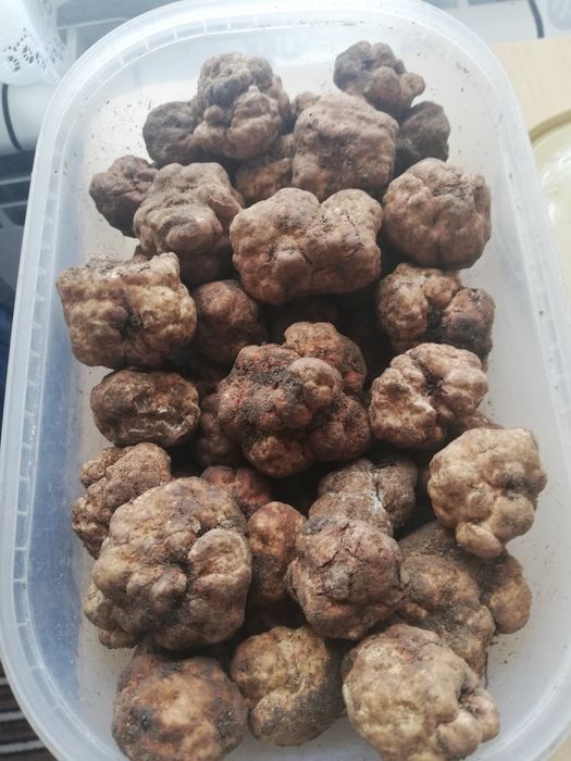 Пресни трюфели  за консумация и обучение