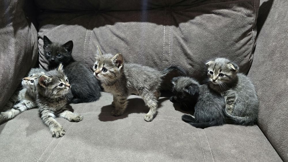 Котята.осталась 1 девочка.