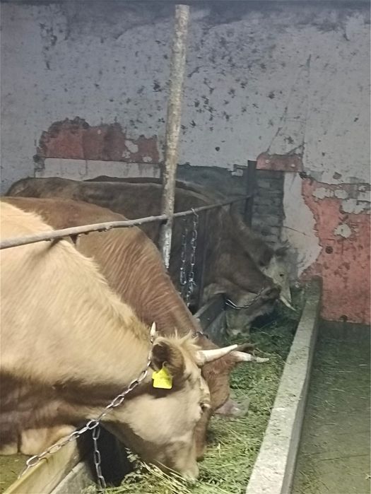 Байланған тайынша құнажын сиыр сатылады