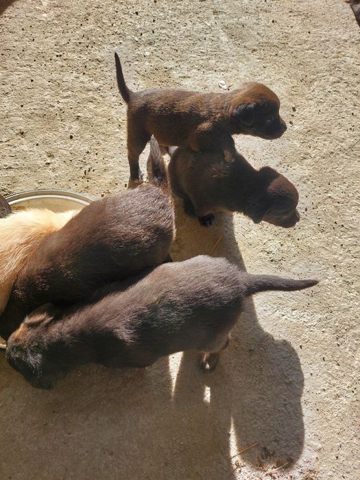 Отдам щенков бесплатно лабрадор