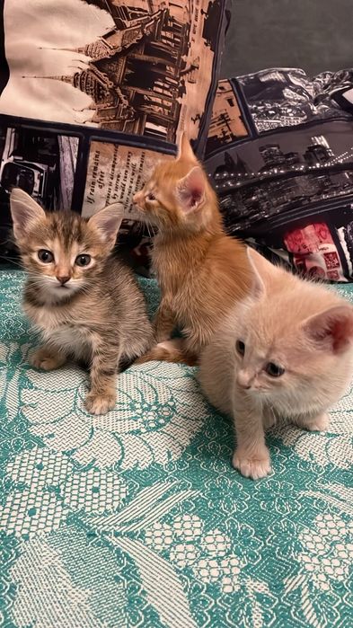 Отдам в добрые руки котят