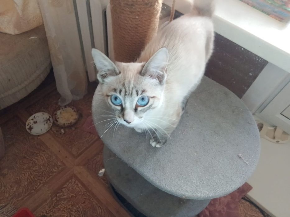 Отдадим бесплатно котят