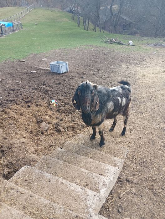 Vând țap anglo nubian