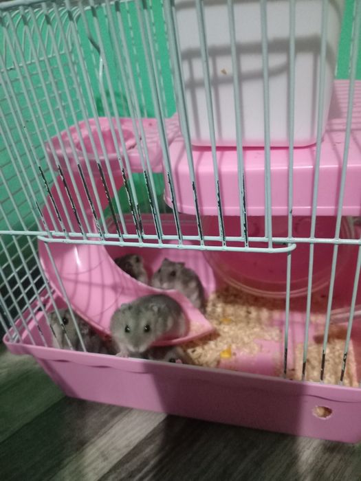 Парочка хомяков с клеткой