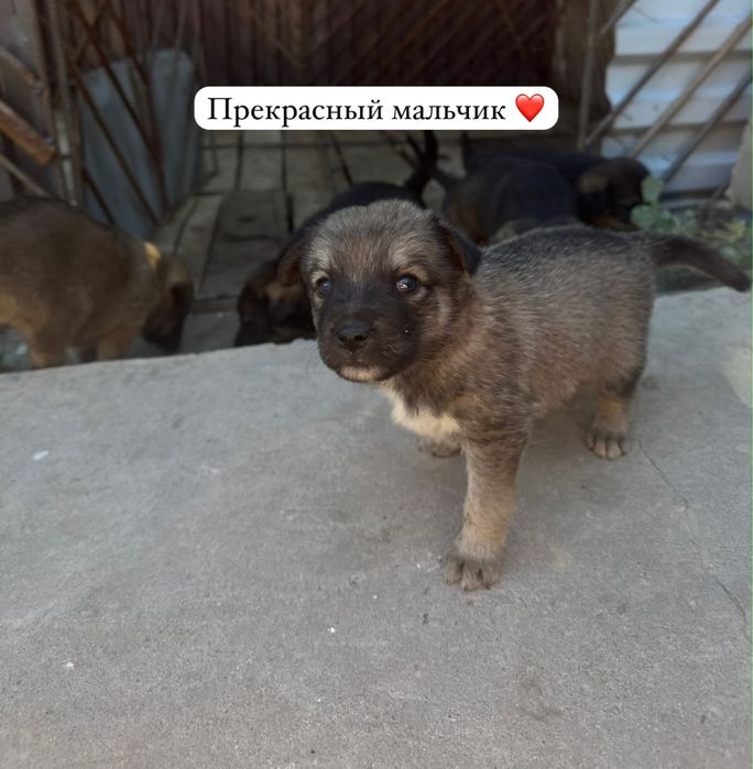Щенки дворняжки в добрые руки