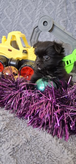 Щенки на новый год