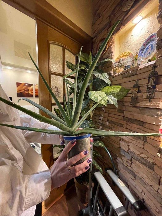 АЛОЭ 5 летний цветок