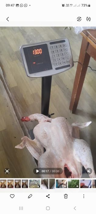 Индук ундік Индюк