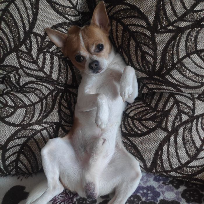 Вязка чихуахуа мальчик