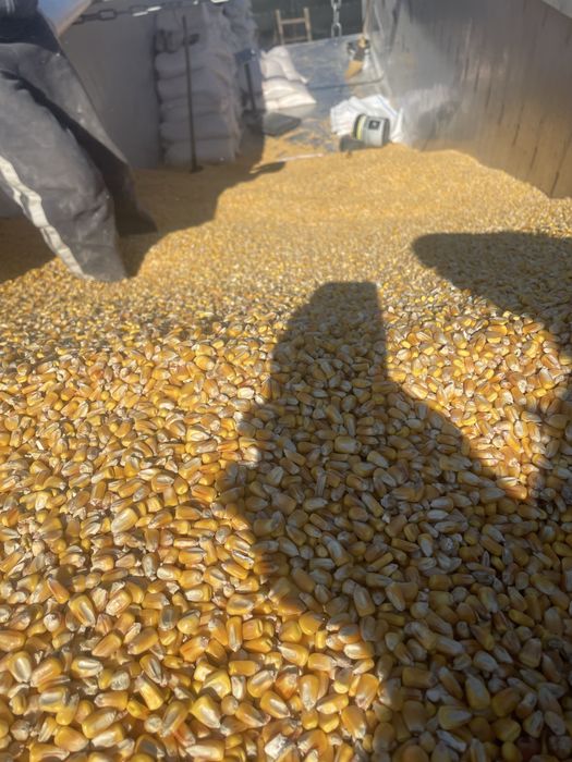 Porumb boabe 30 kg 37 lei orz grau uroaie