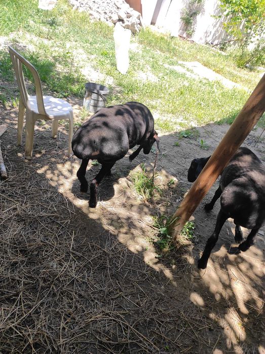 Quchqor sotiladi 5 mln 500 ming