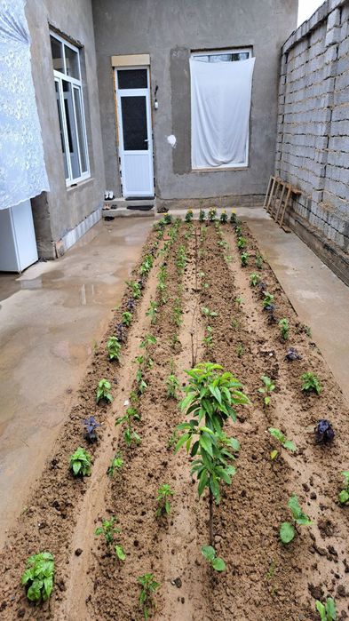 UY Zudlikblam sotlad