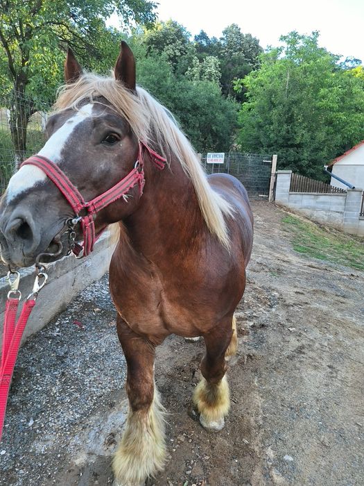 Armăsarii Ardenezii pentru monta