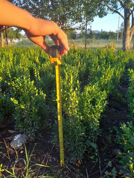 Buxus sinperverius