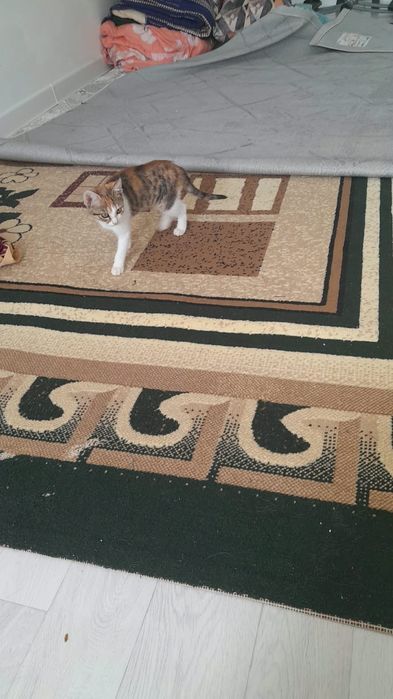 Отдам котенка в добрые руки