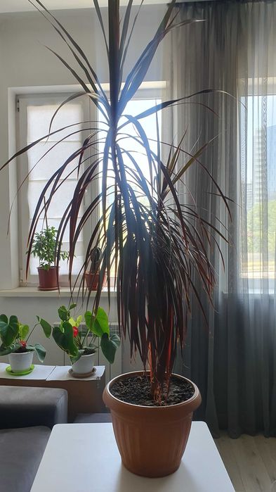 Драцена в горшке