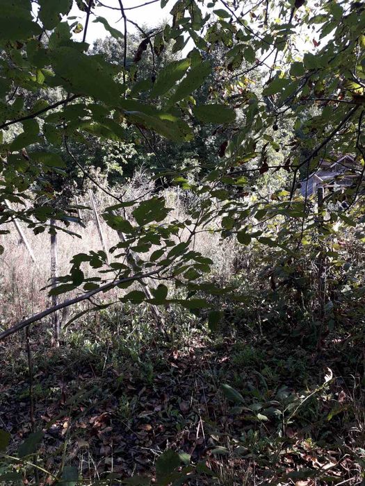 Продава се Земеделски имот в Враца, Вежен -  кв.м за 12750 €/дка - Снимка #7