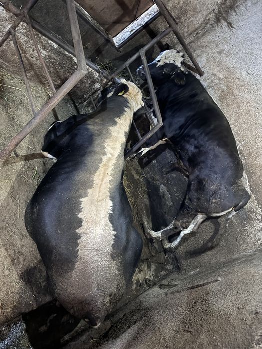 Продам двух бычков