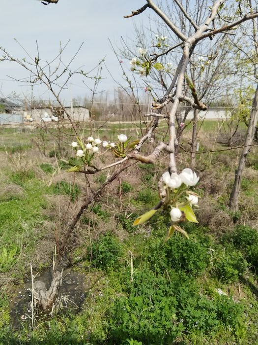 Продаётся дом с участком