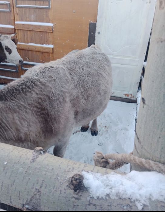 Продается корова