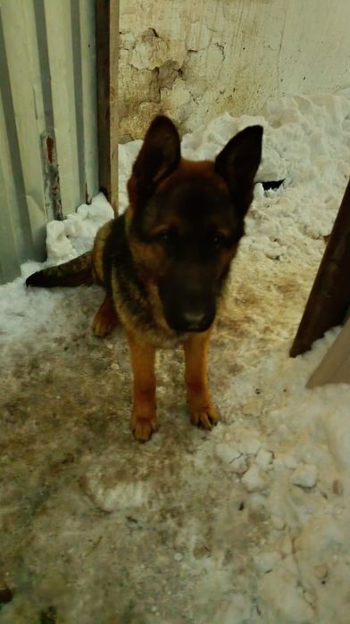 Щенок немецкой овчарки