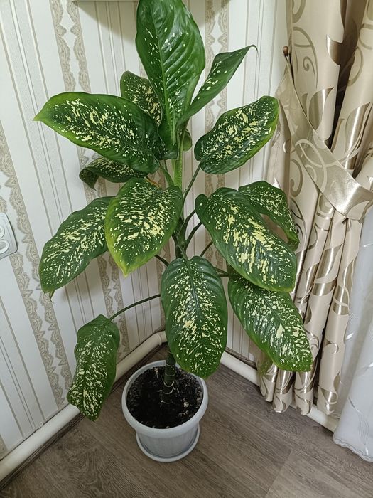 Комнатные домашние цветы