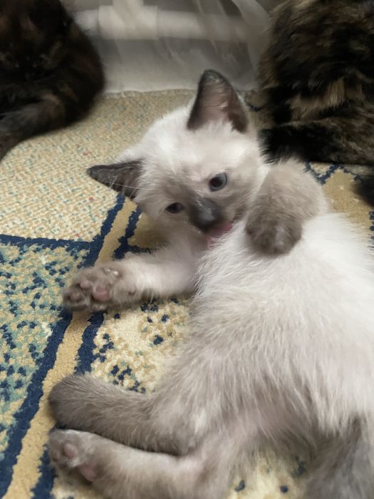 Отдаем котят бесплатно