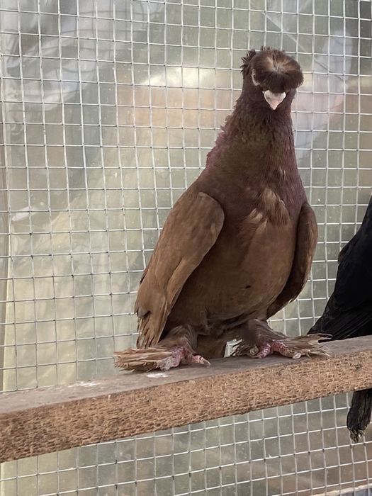 Красный самец