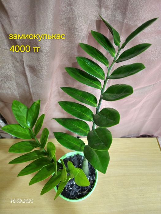 Комнатные растения