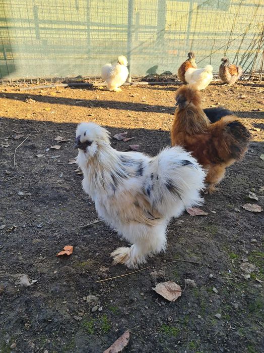 Perechi matase japoneza