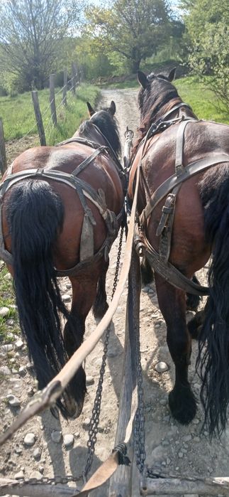 Vănd doi cai buni pentru pădure