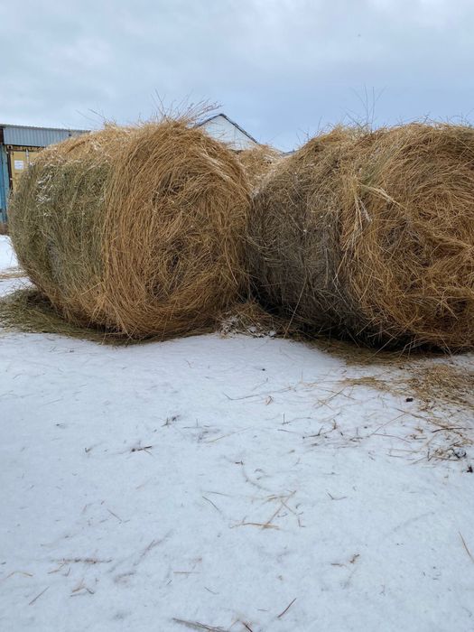 Сено в рулонах, в тюках