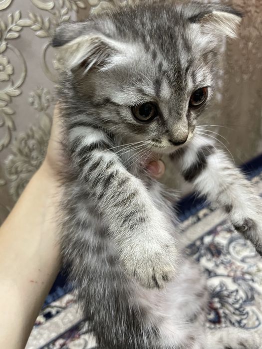Скоттиш Фолд Мушукча, Зотдор