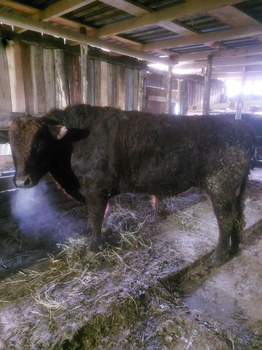 Продам быка на племя