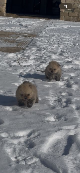 щенок шпица бронь