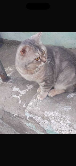 Котику очень нужен дом!